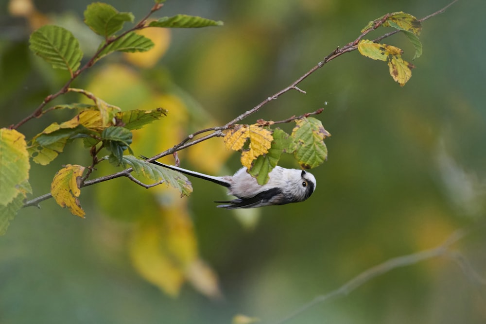 a bird on a branch