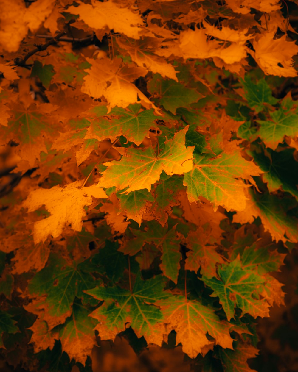 a close up of leaves