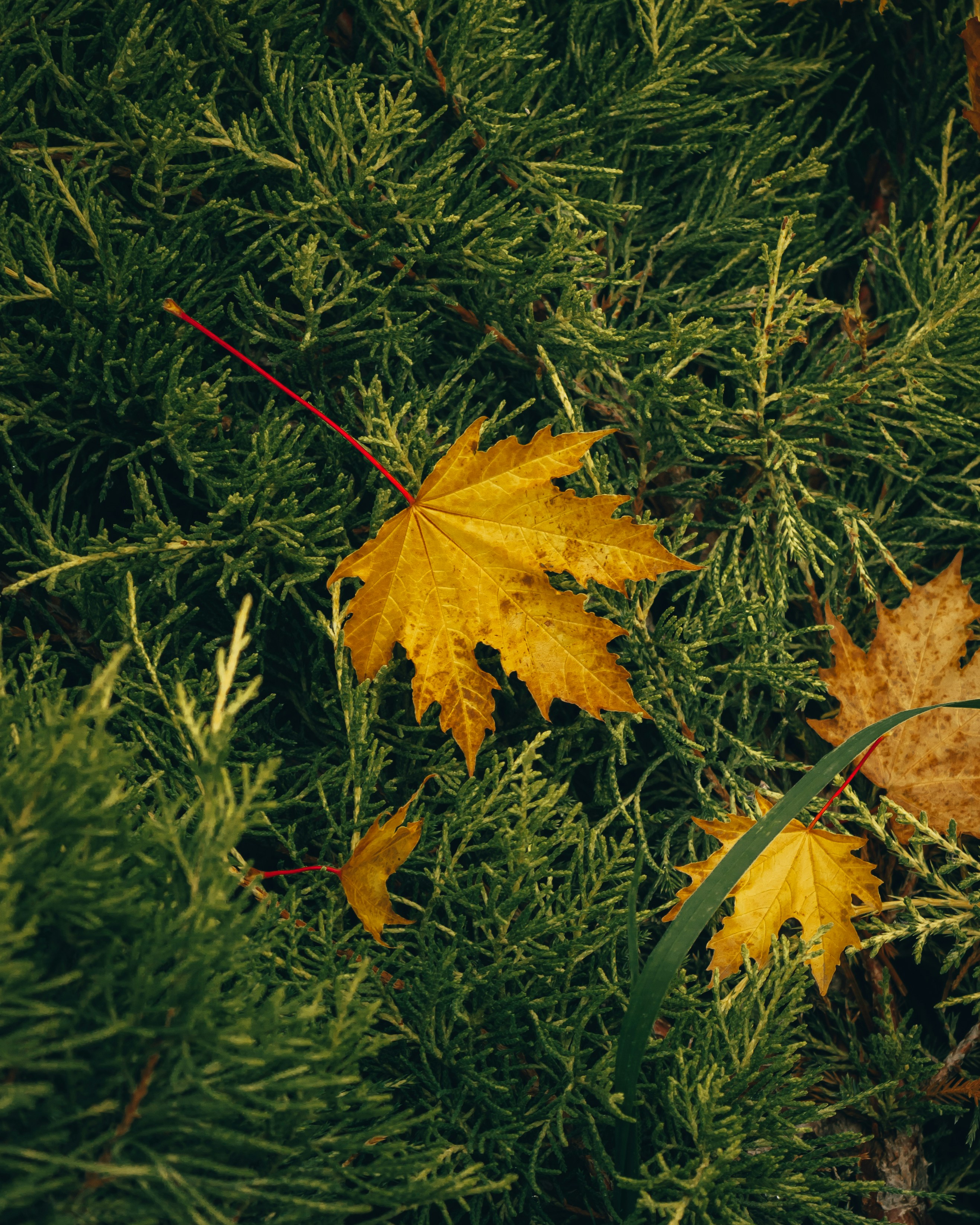 a group of yellow leaves on a tree branch