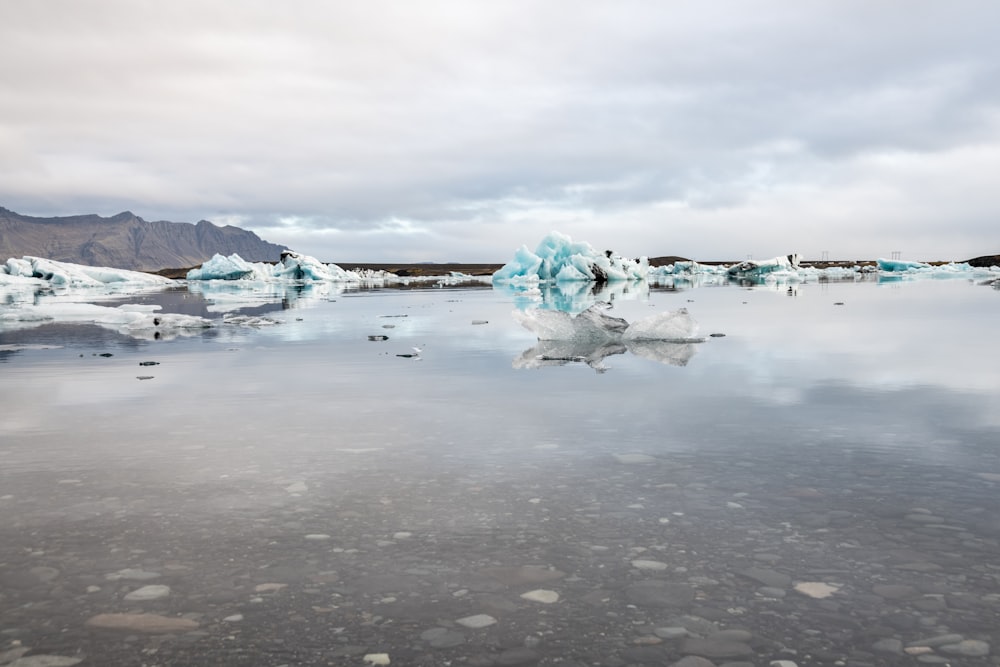 icebergs in the water