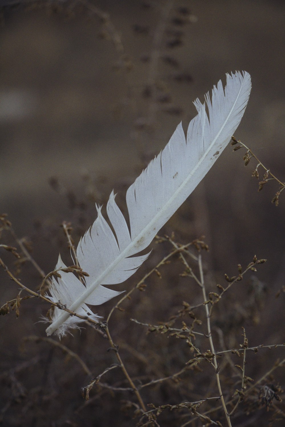 a white moth on a branch