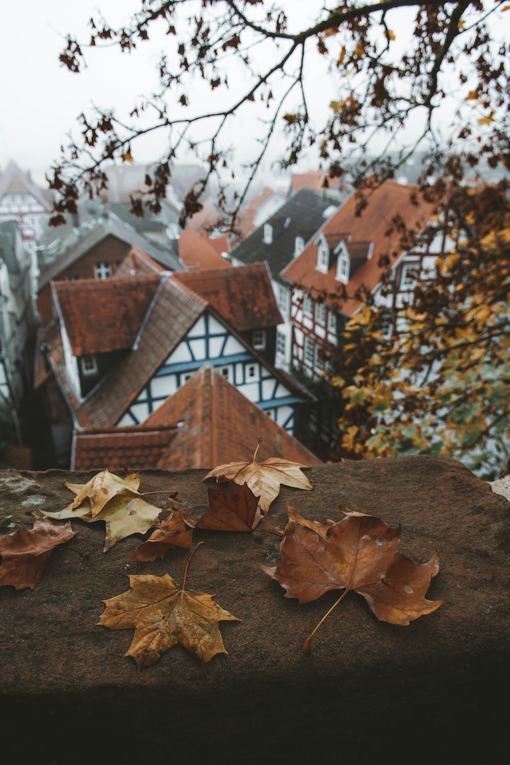 a group of leaves on the ground