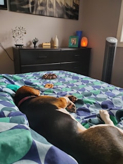 A dog is peacefully sleeping on a bed with a colorful geometric-patterned blanket. The bed is situated in a cozy bedroom with a dresser in the background. On top of the dresser, there are various decorative items, including a framed photograph, a white vase, a wooden hand sculpture, a metal tree sculpture, and a glowing orange lamp. A tower fan stands next to the window, and there are some dog toys on the bed.