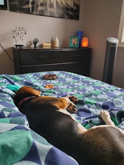 A dog is peacefully sleeping on a bed with a colorful geometric-patterned blanket. The bed is situated in a cozy bedroom with a dresser in the background. On top of the dresser, there are various decorative items, including a framed photograph, a white vase, a wooden hand sculpture, a metal tree sculpture, and a glowing orange lamp. A tower fan stands next to the window, and there are some dog toys on the bed.