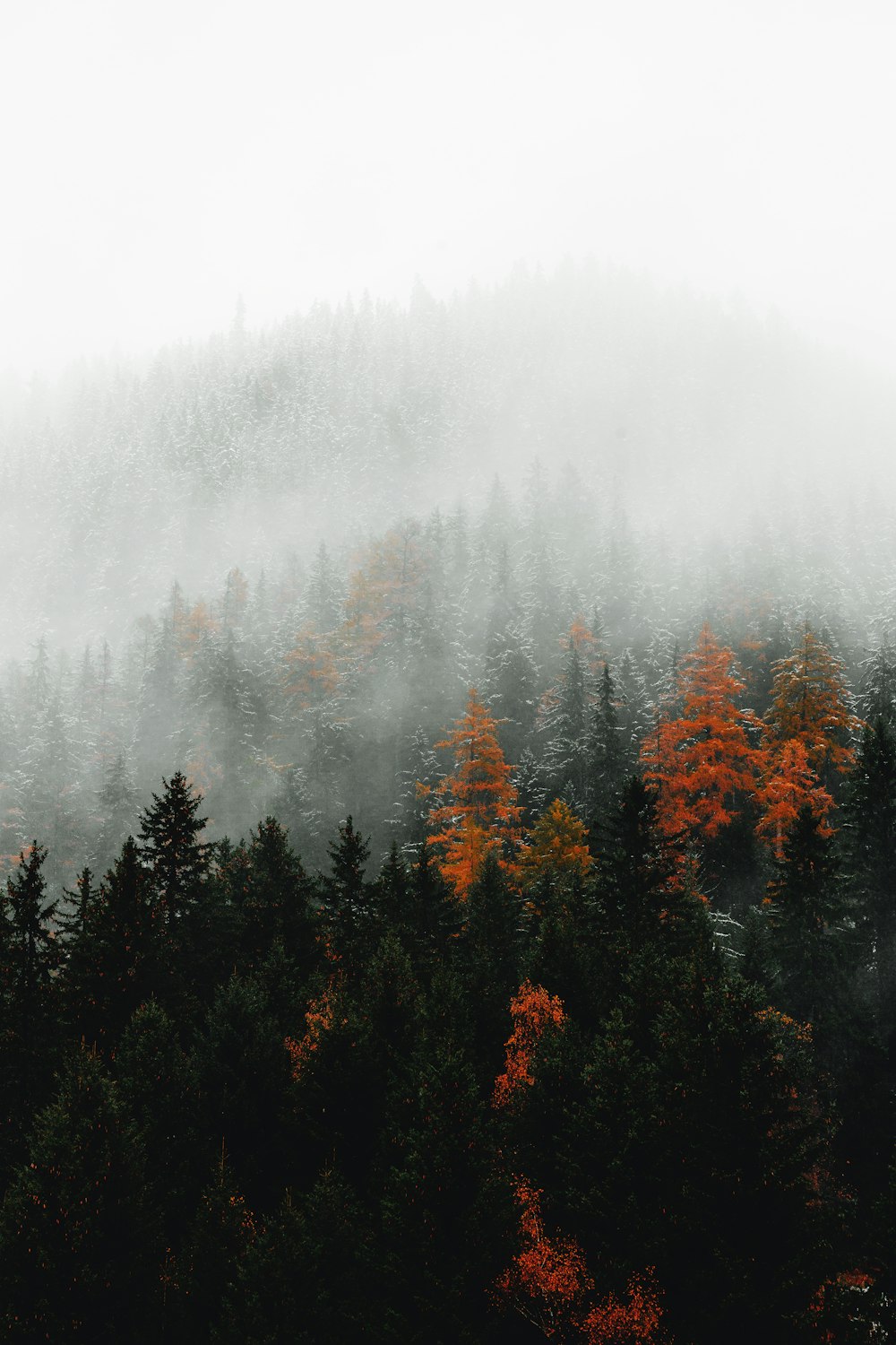 a forest with fog