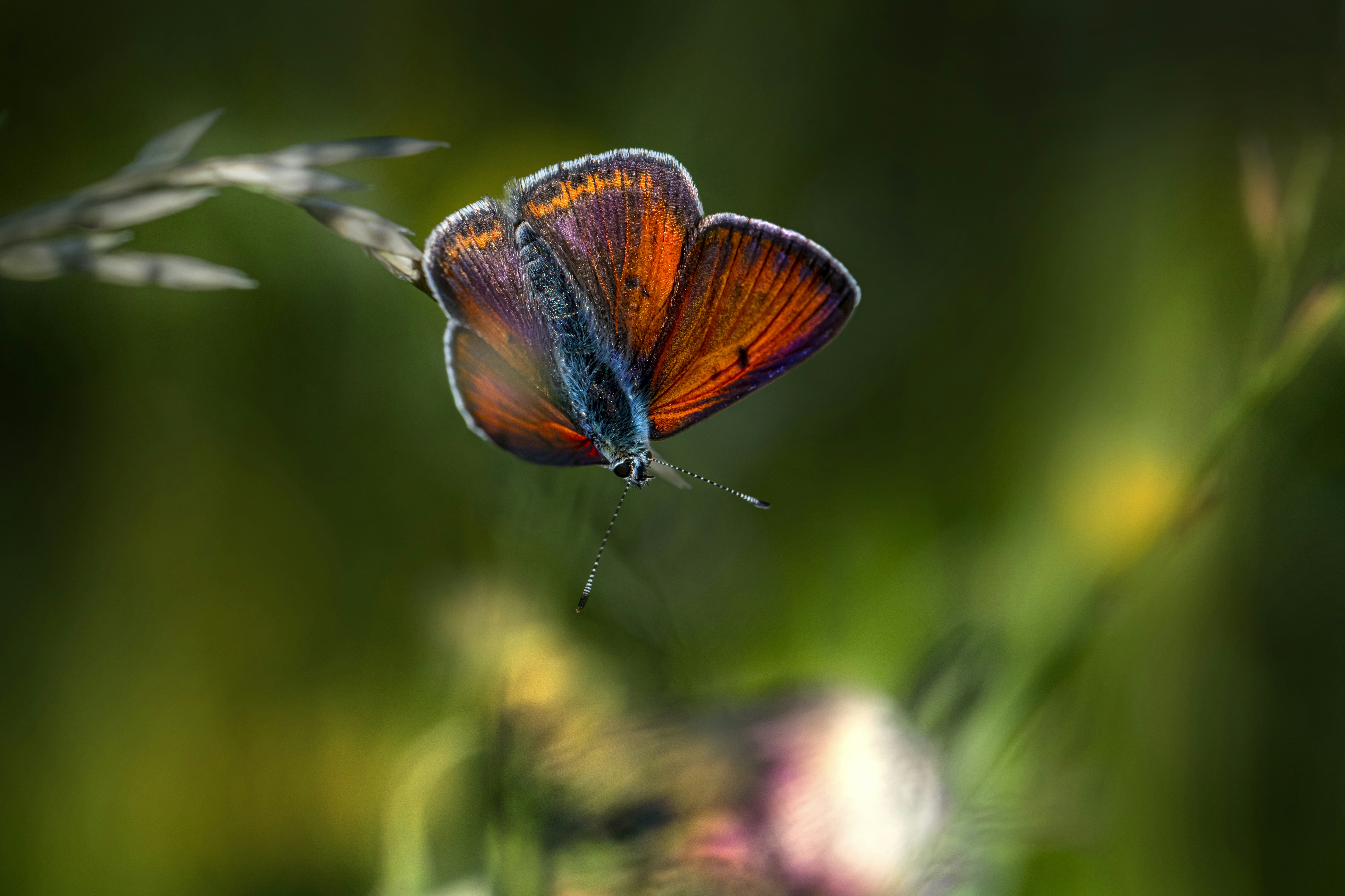 Photo by erik_karits