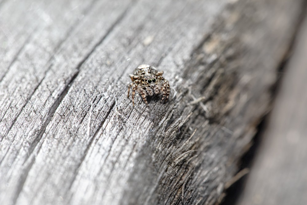 a small insect on a wood surface