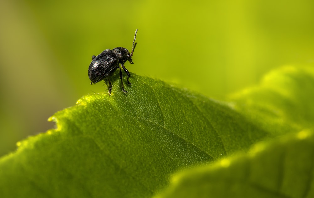 Un insecto negro en una hoja verde