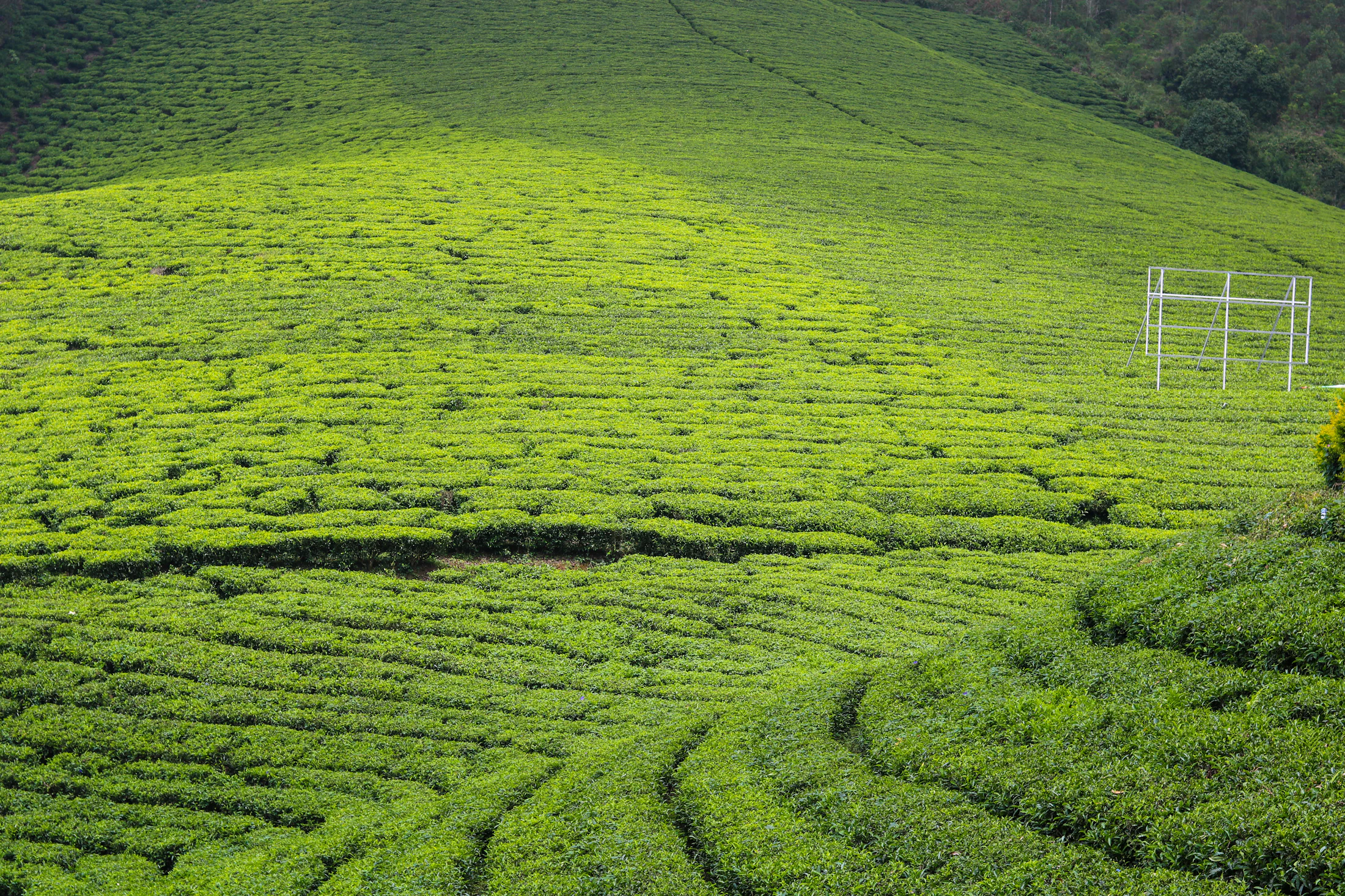 Rows of clipped tea bushes rolling over the hills of Munnar