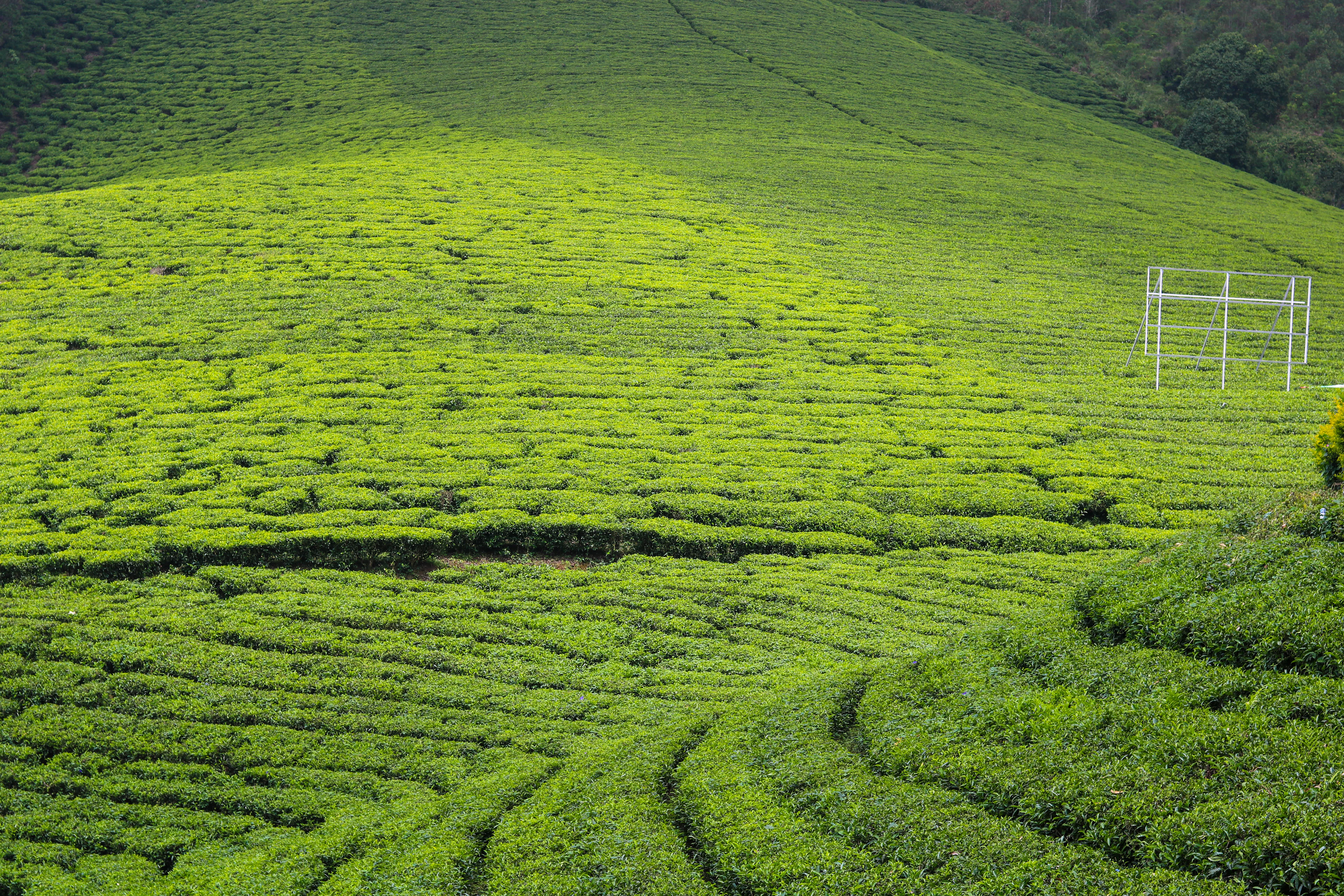 Sweeping tea plantation across the Western Ghats