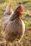 Close-up of a vibrant, alert gamefowl chick standing on fresh straw.