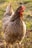 A close-up of a chicken with a red comb and bright eyes standing on grassy ground. The feathers appear fluffy and textured, with a mix of grey and brown tones. The sunlight casts a warm glow over the scene, highlighting the details in the feathers.