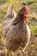 Close-up of a vibrant, alert gamefowl chick standing on fresh straw.