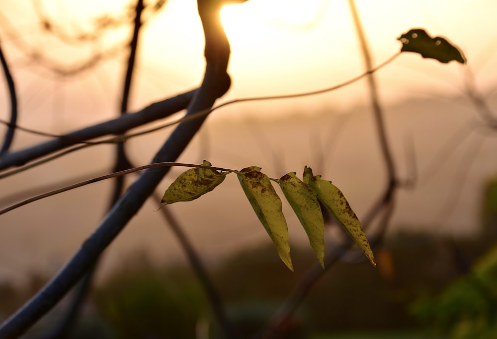 a close up of a plant