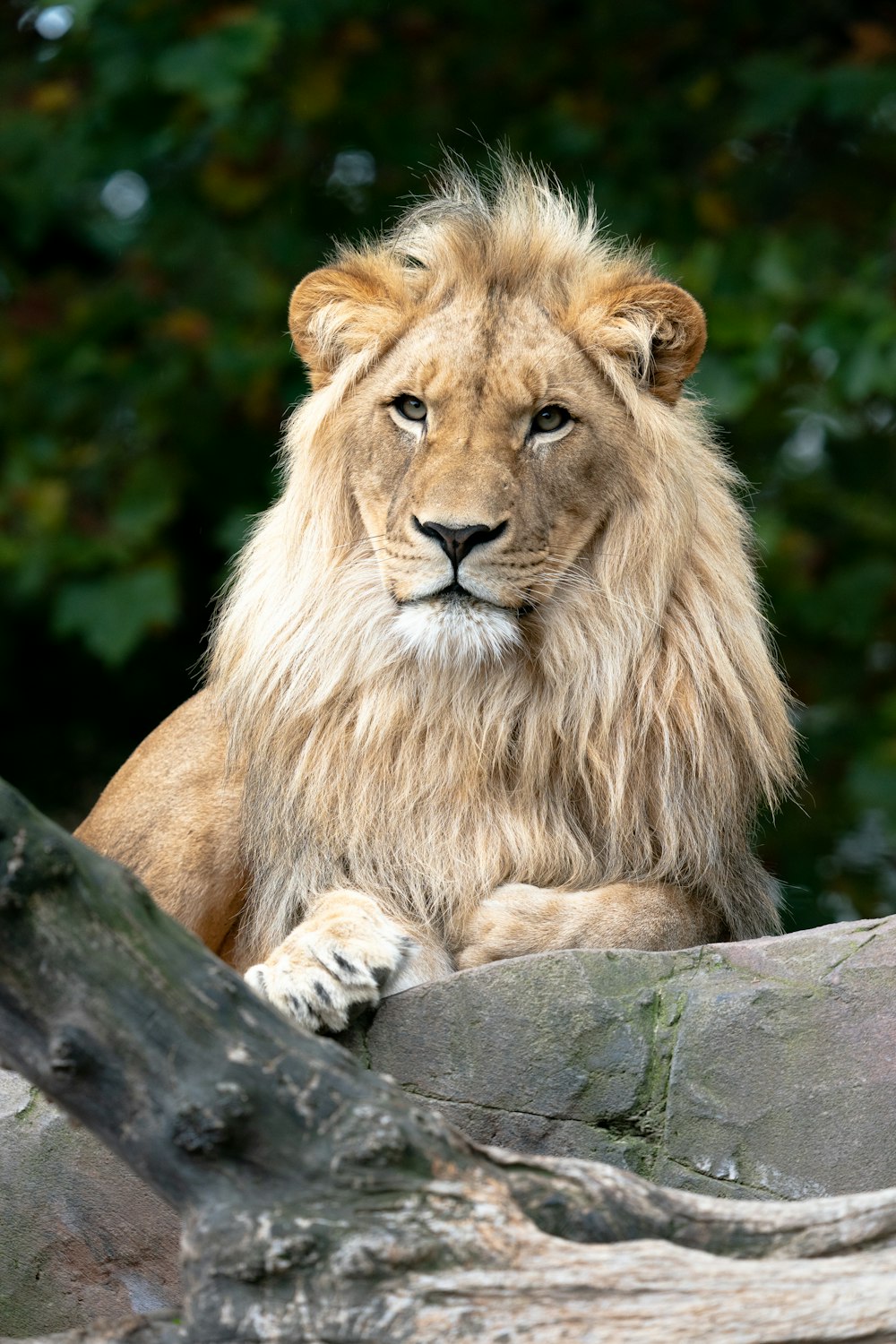 a lion lying on a log