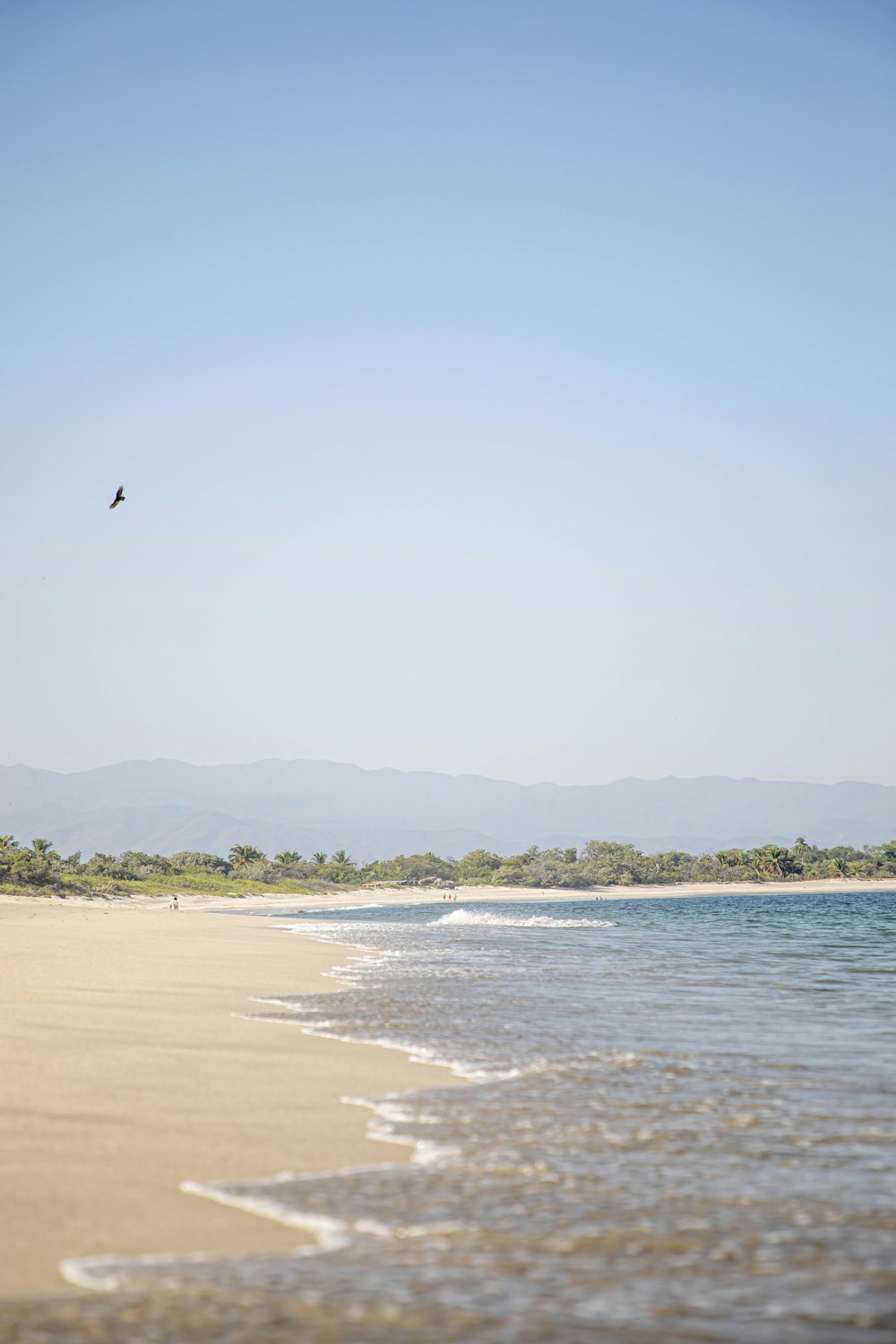 a bird flying over a beach