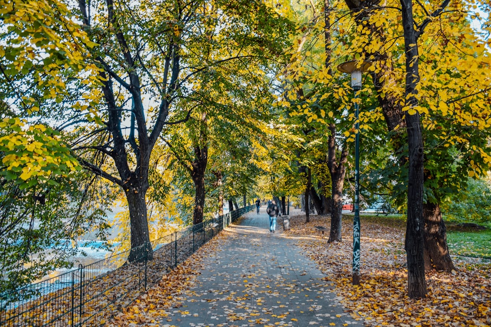 a path with trees on either side