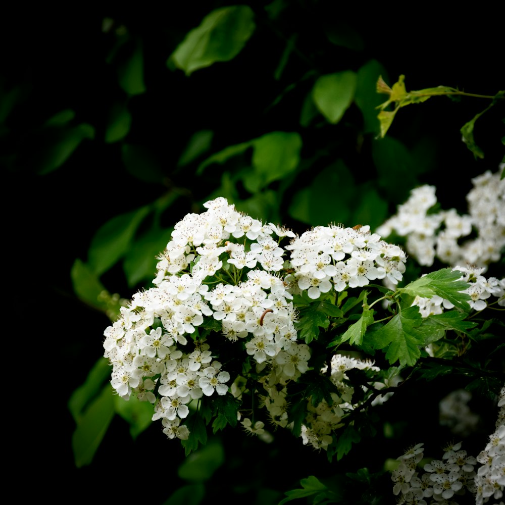 a close up of white flowers