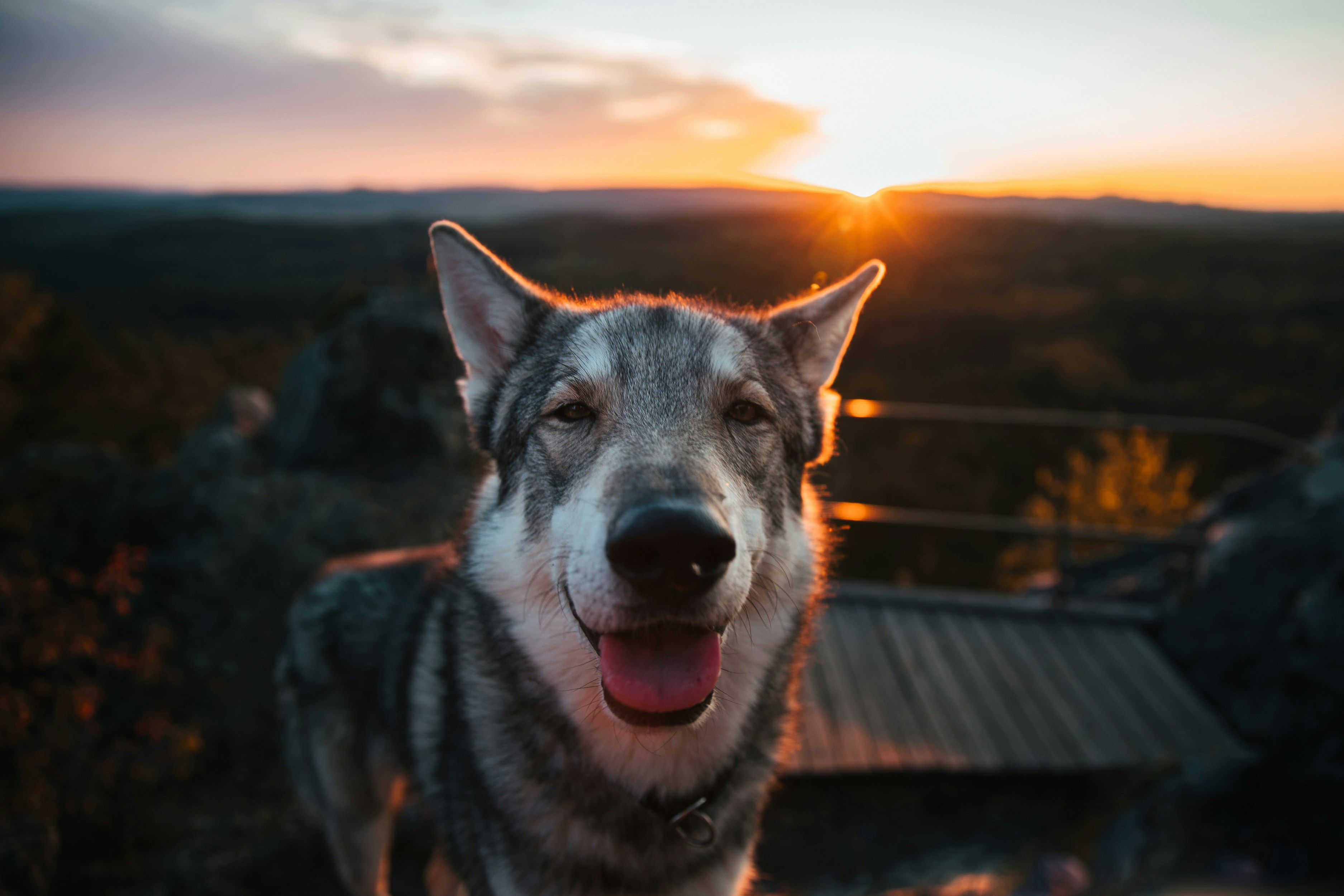 Wolf smiling at sunset