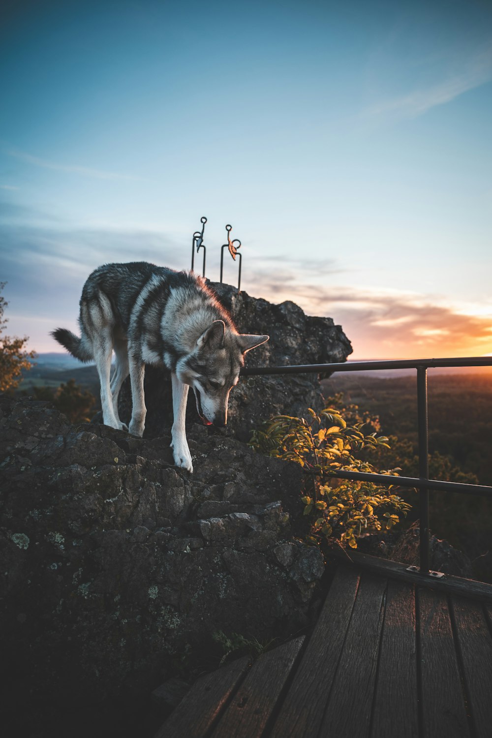 a dog standing on a rock