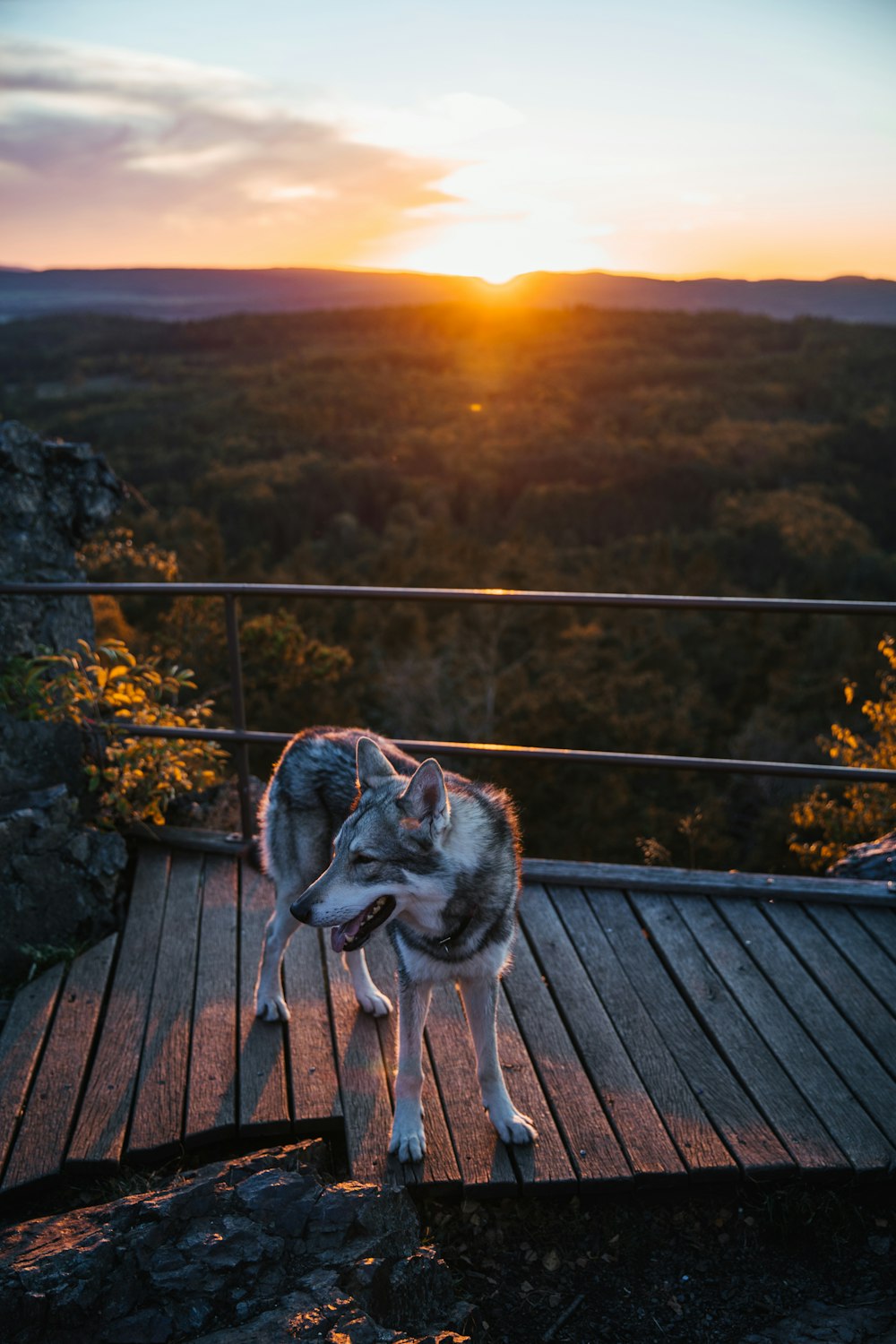 a dog standing on a deck
