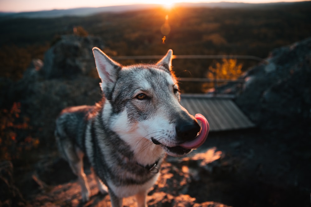 a dog with its tongue out