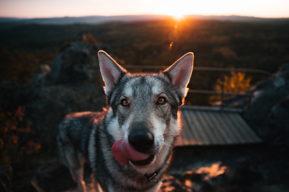 Ein Hund mit herausgestreckter Zunge