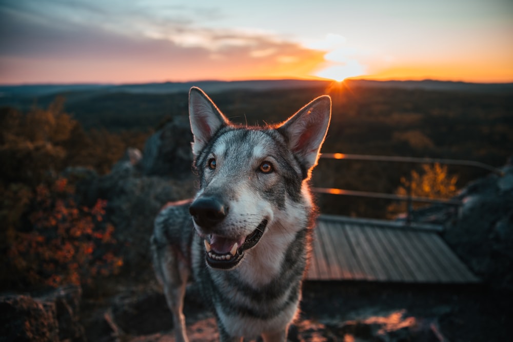 um cão em pé do lado de fora