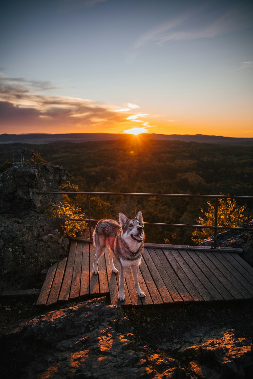 a dog standing on a deck