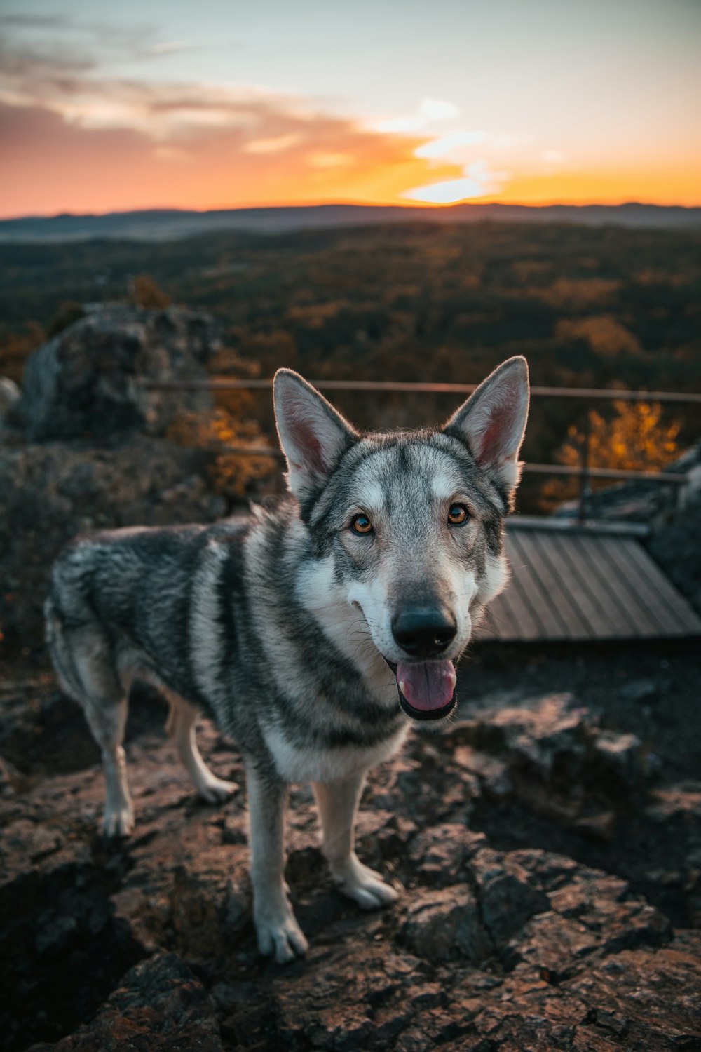 a dog standing on a rocky hillside