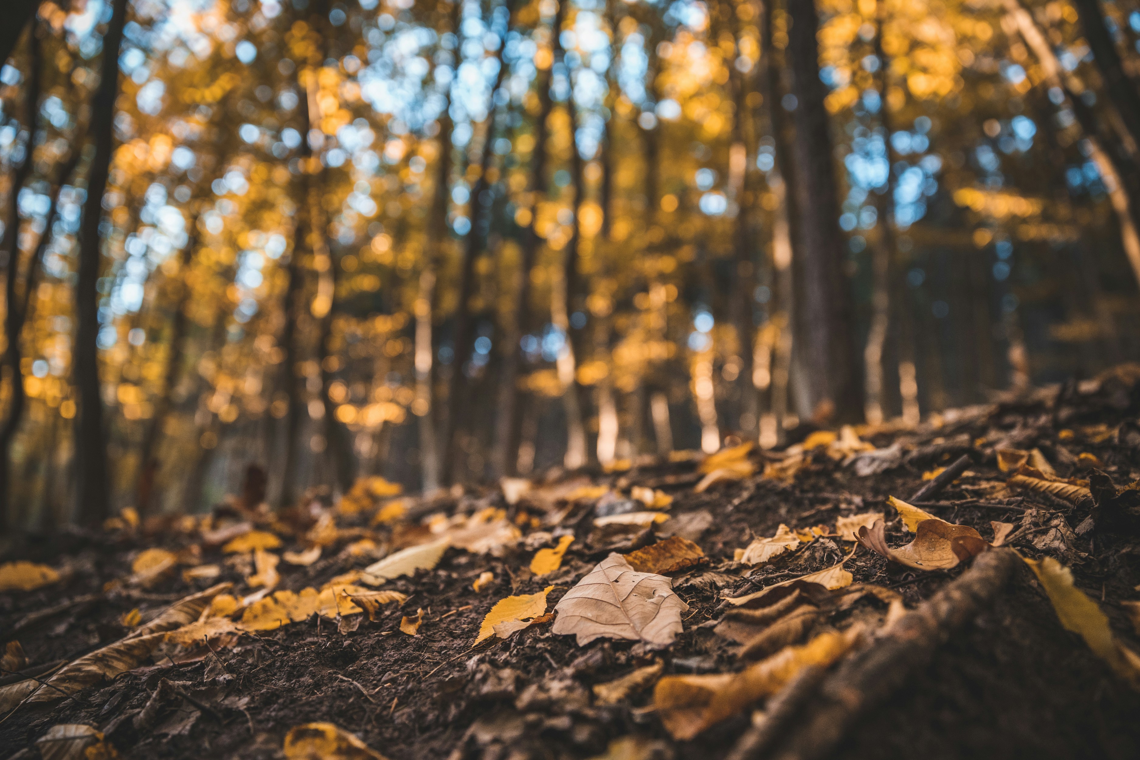 a forest of trees with yellow leaves