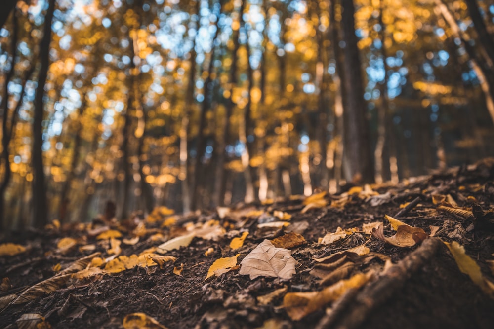 a forest of trees with yellow leaves