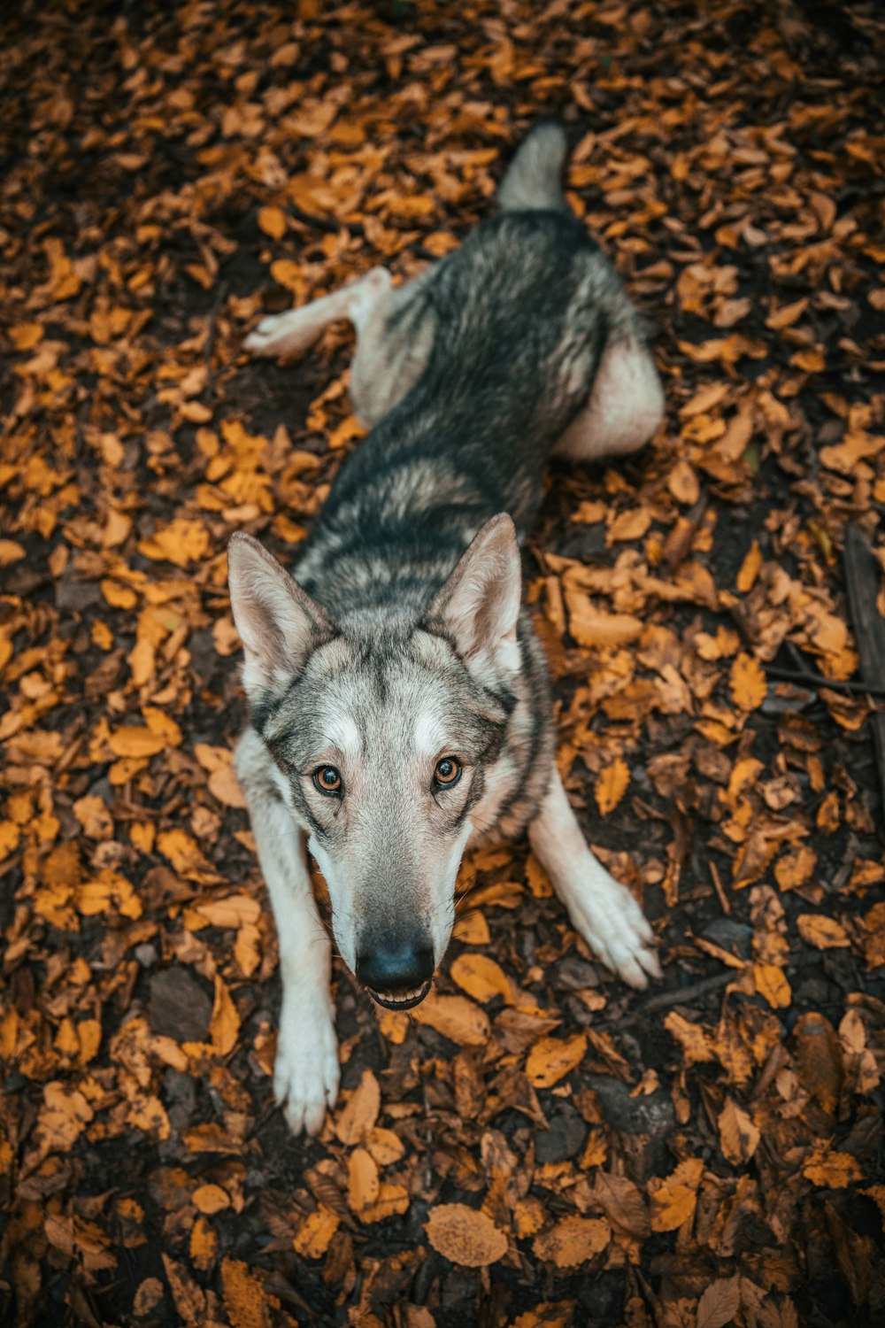 a dog lying on leaves