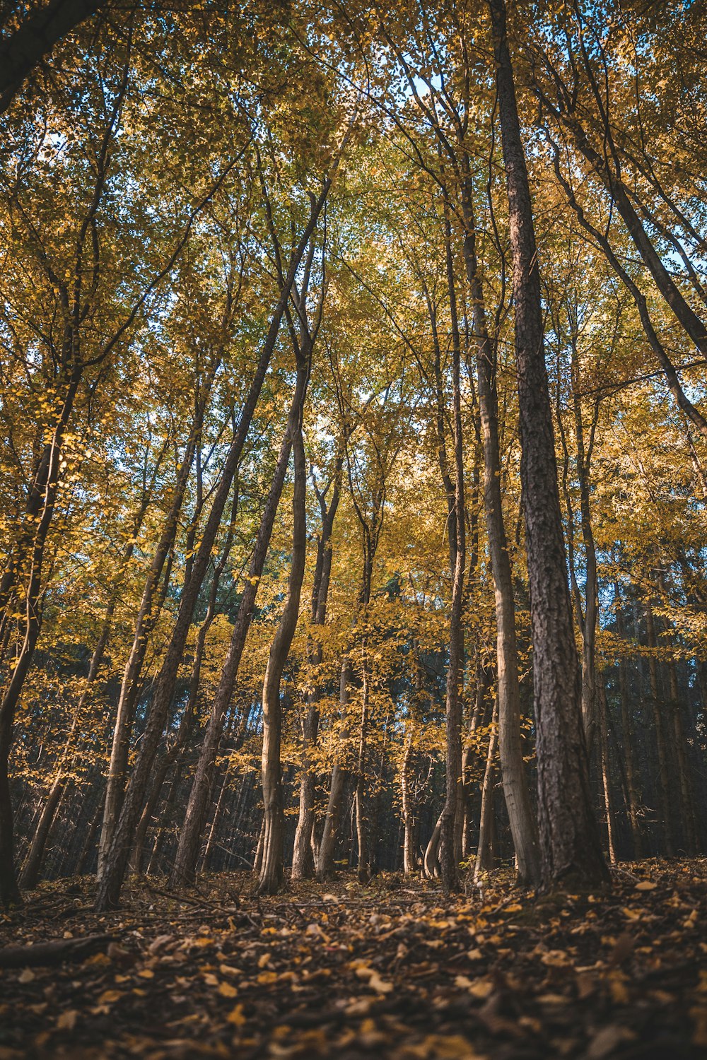 a forest of trees