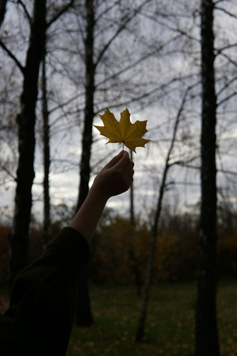 a person holding a leaf