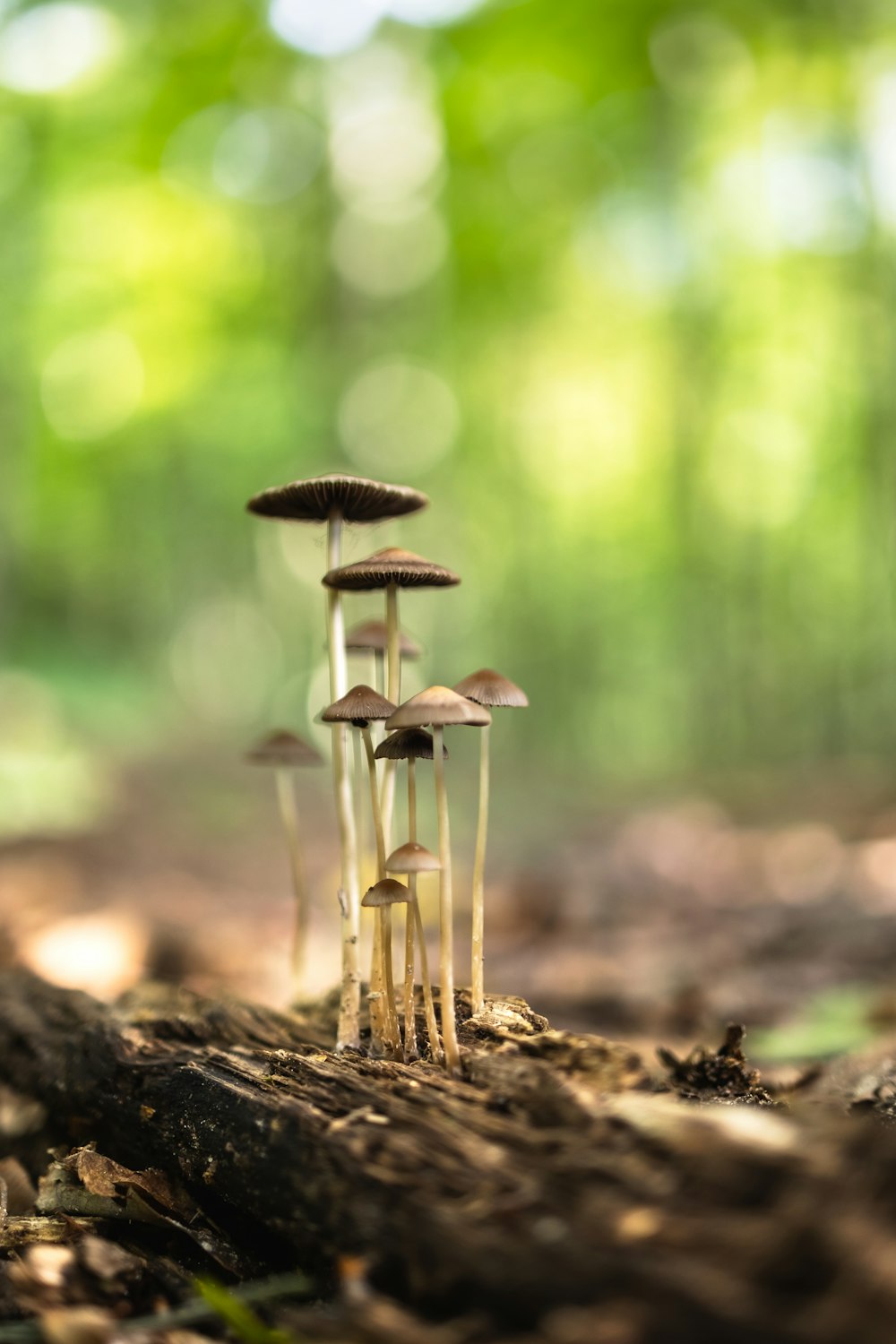 a group of mushrooms