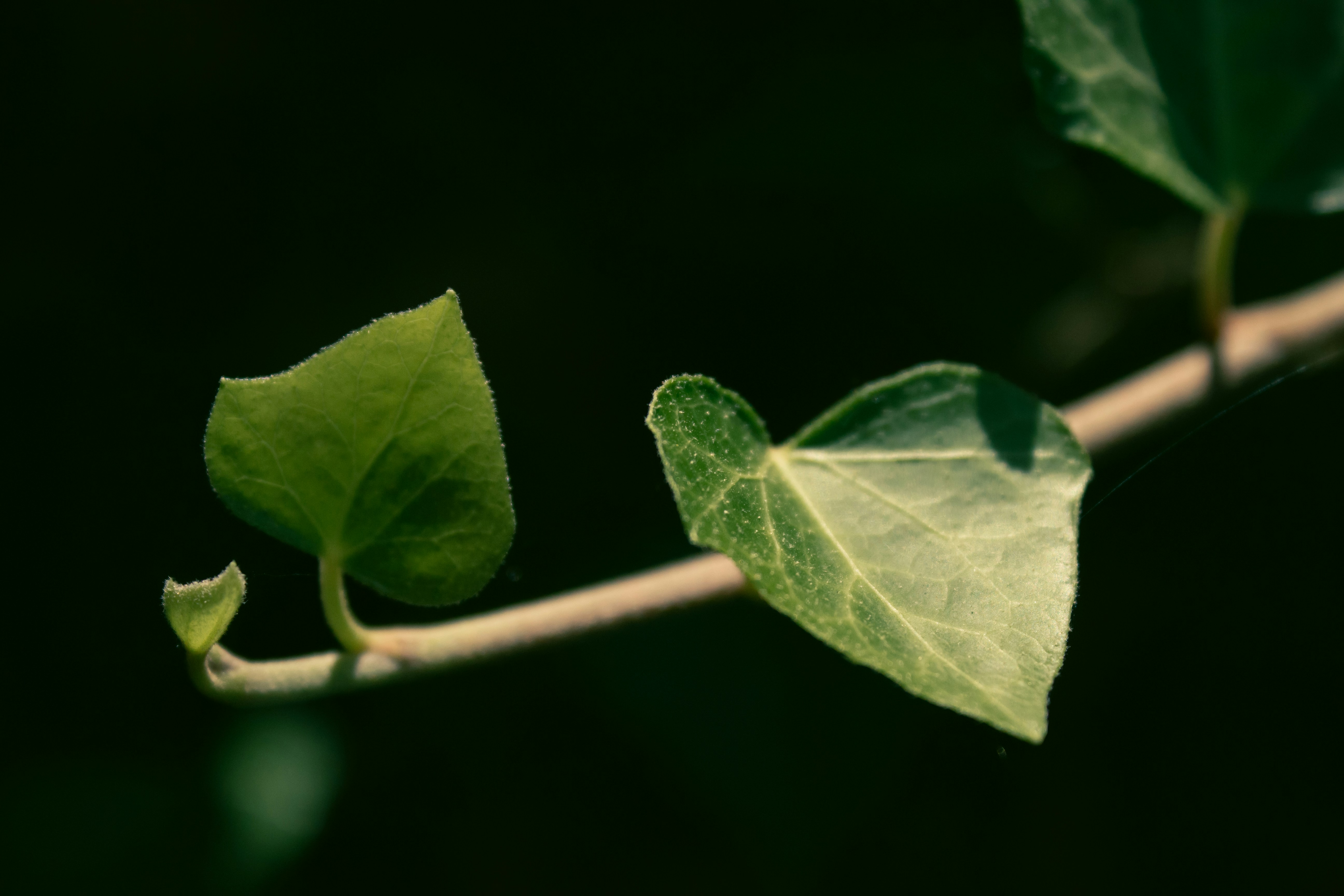 Photo by reanimatedmanx