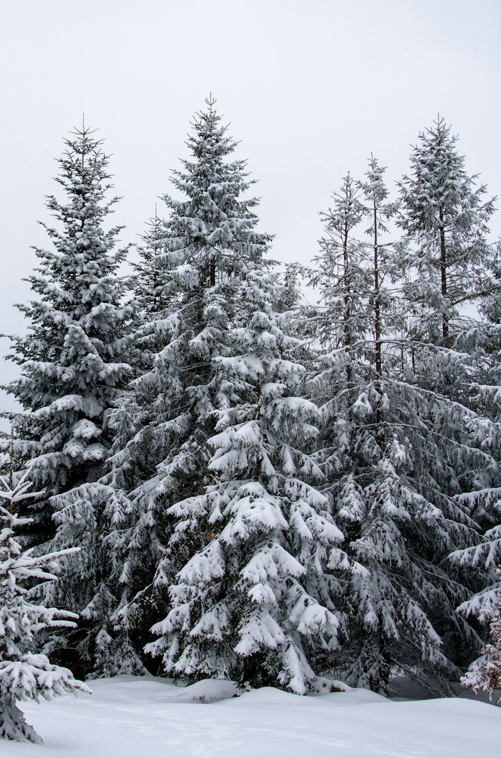 a group of trees covered in snow