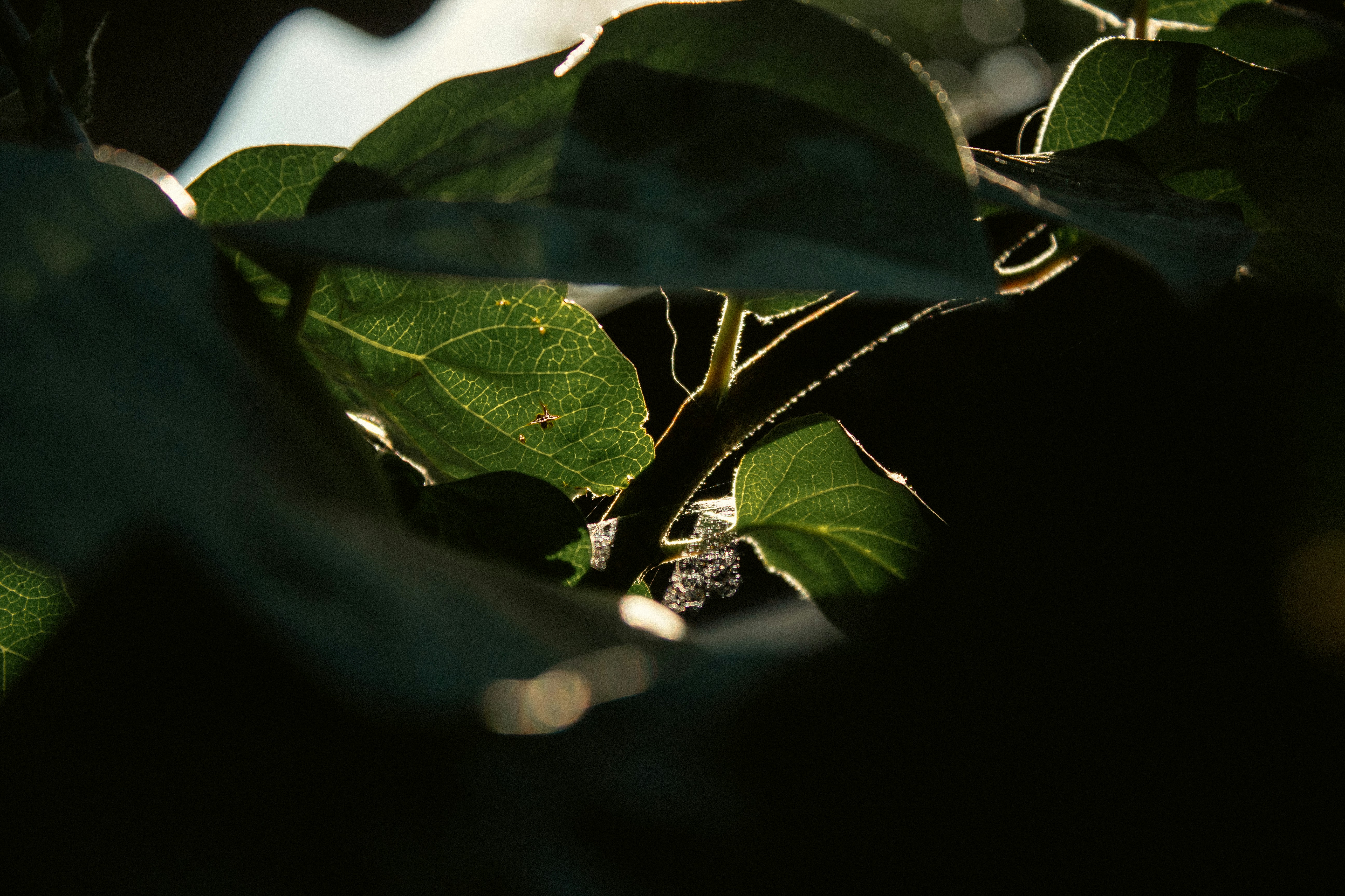 Photo by reanimatedmanx