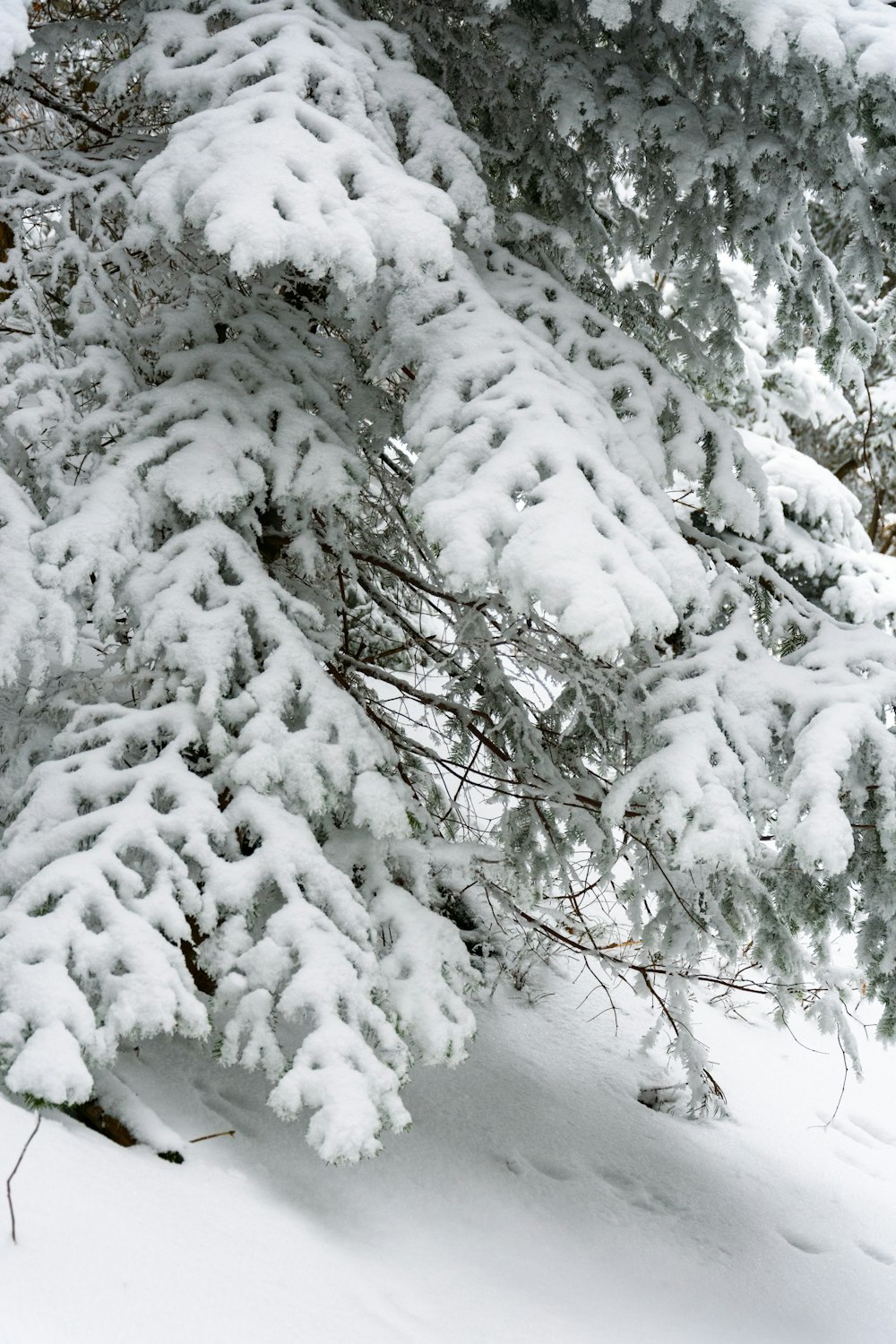 a group of trees covered in snow