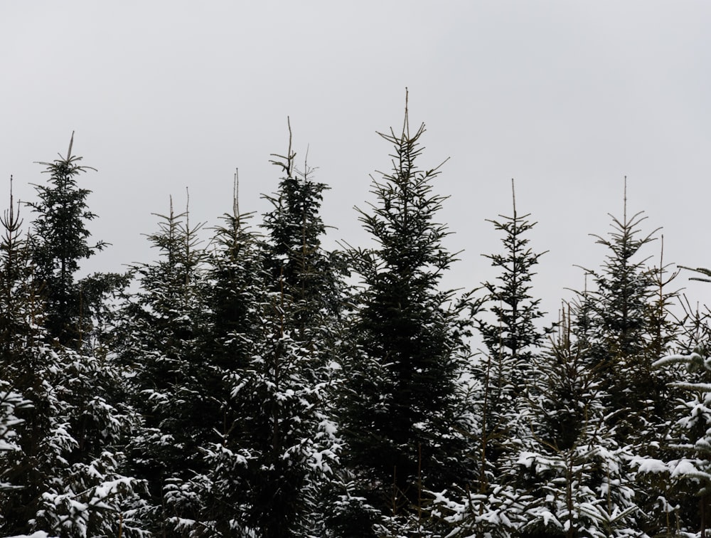 a group of trees covered in snow