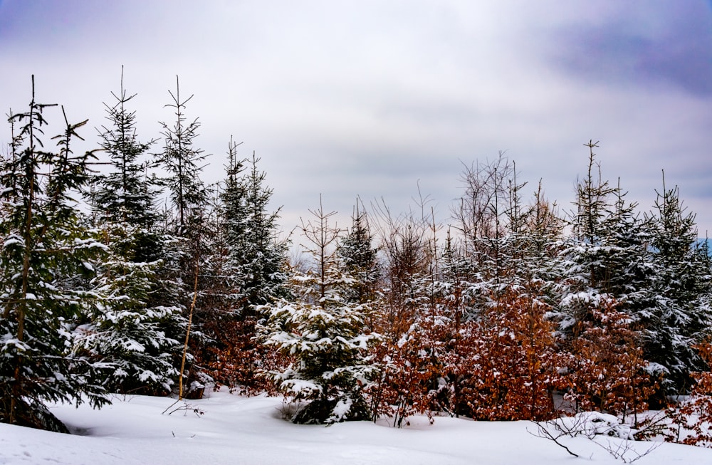 a snowy forest with trees