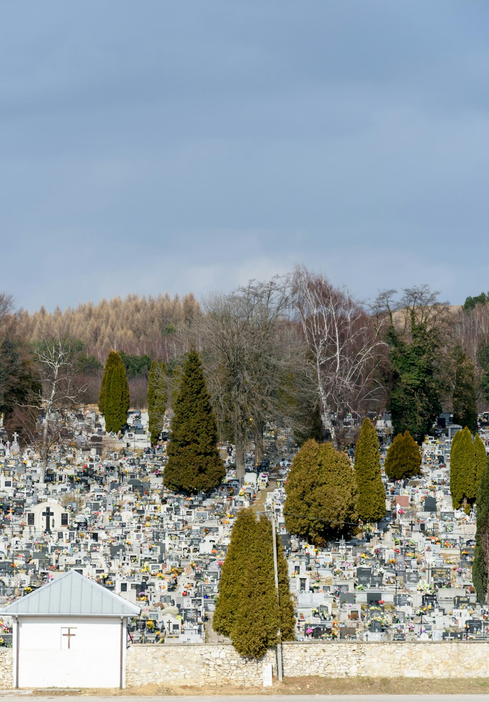 a group of trees in a city