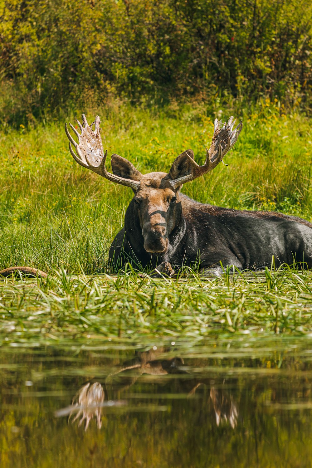 a moose lying in the grass