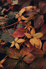 a group of colorful leaves