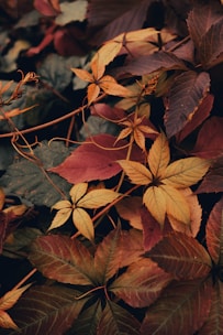 a group of colorful leaves