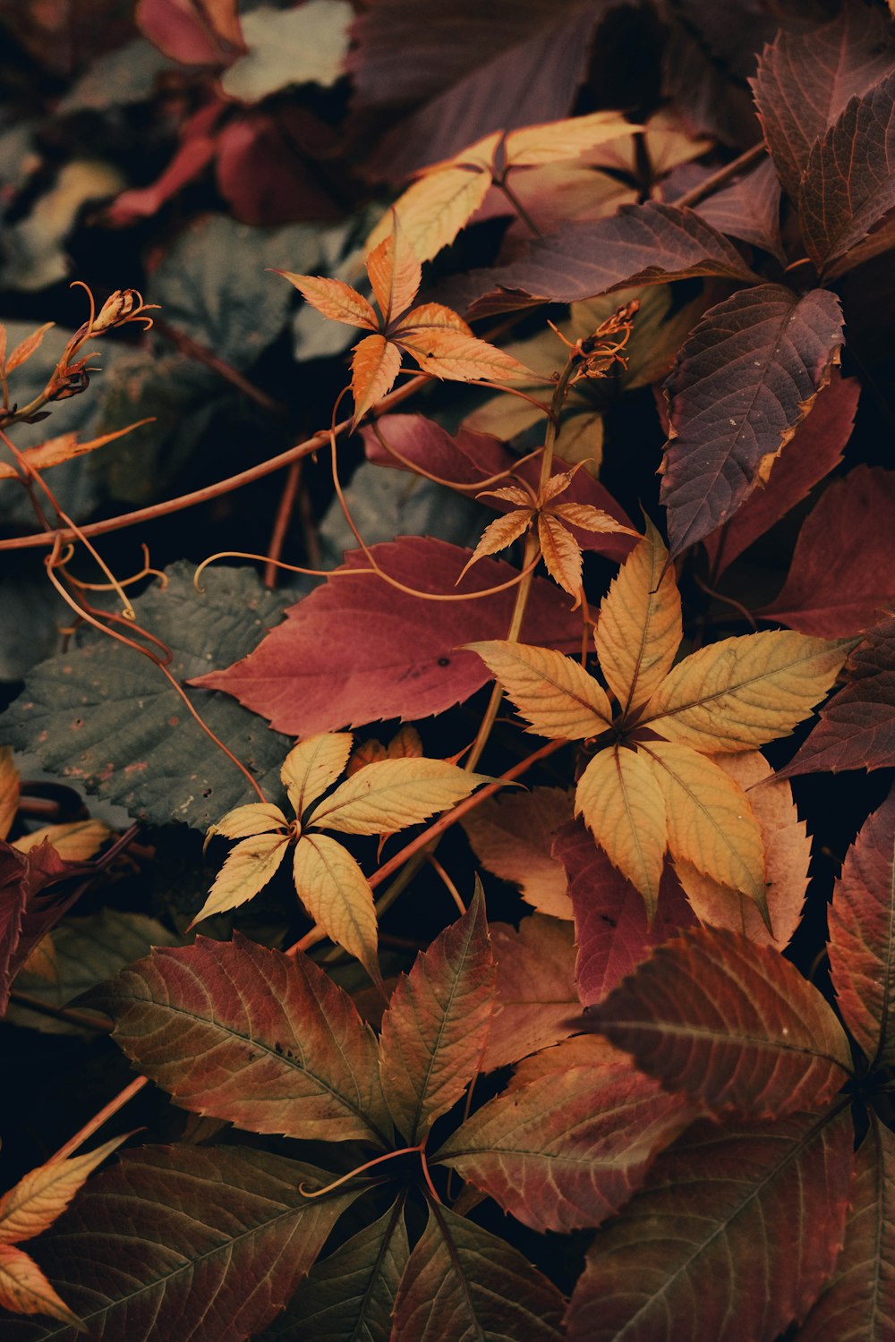 a group of colorful leaves