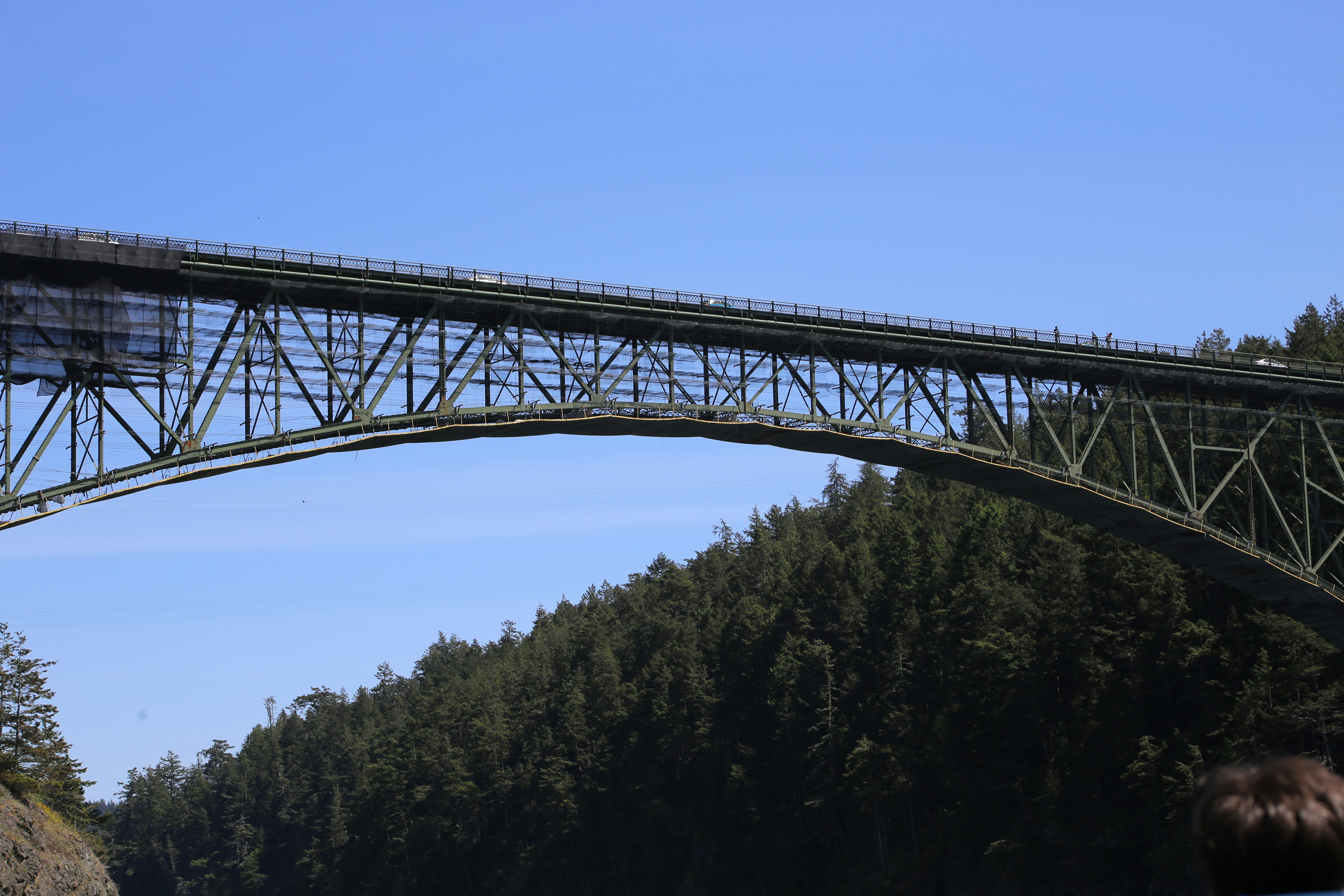 a bridge over a forest