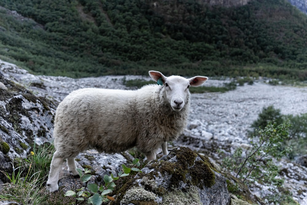 a sheep standing on a rocky hillside
