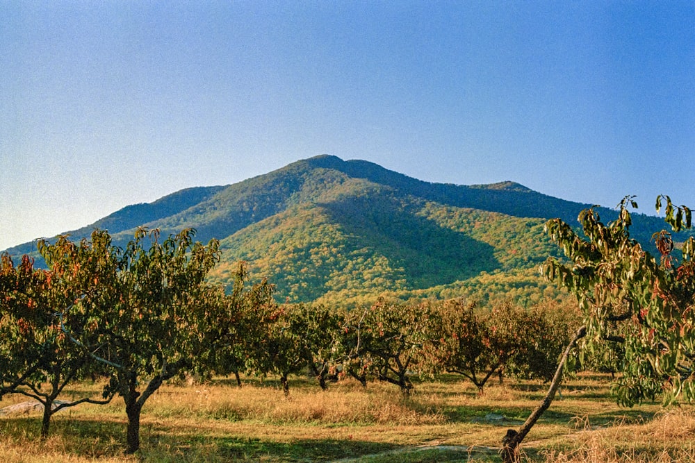 a field of trees with mountains in the background